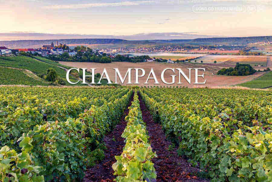 Vườn nho ở vùng Champagne